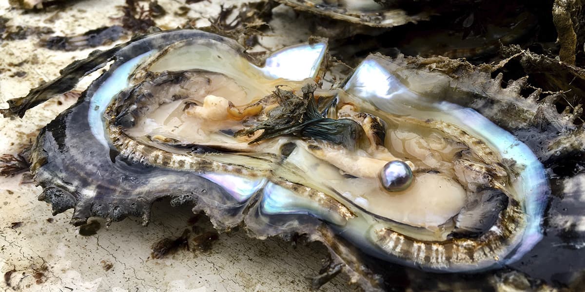 真珠の浜揚げ